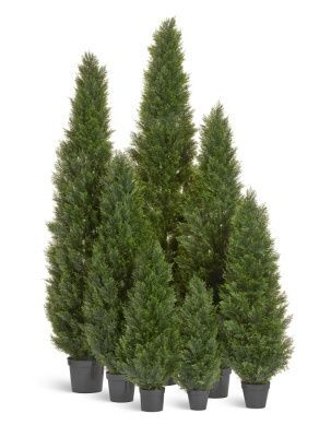 Туя уличная Брабант пушистая