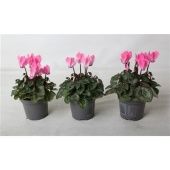 Цикламен Верано неоново-розовый d9 см h12.5 см