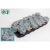 Эхеверия минима d8.5 см h10 см