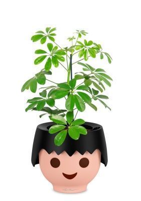 Шеффлера Нора 12/40 см в OJO, черный