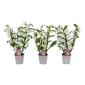 Дендробиум Nobile Apollon 3 ствола белый d12 см h45 см Дендробиум Nobile Apollon 3 ствола белый d12 см h45 см