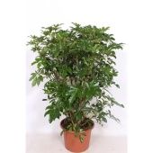 Шеффлера Компакта бранч разветвленная d40 см h140 см Шеффлера Компакта бранч разветвленная d40 см h140 см