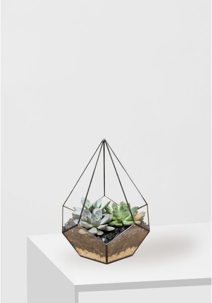 Флорариум - мини капля с суккулентами