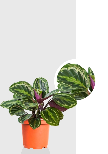 Калатея Медальон 12/40 см