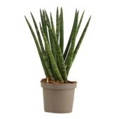 Сансевиерия Цилиндрика Спагетти d9 см h25 см тип 1