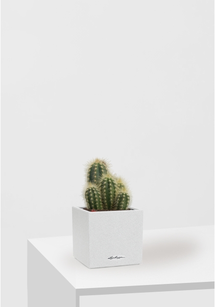 Кактус микс 8 см в CANTO STONE 14 Кактус микс 8 см в CANTO STONE 14