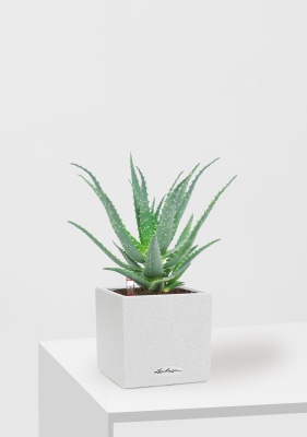 Алоэ 12/30 см в CANTO STONE 14, песочный белый