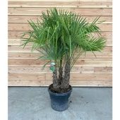 Трахикарпус Форчуна d46 см h170 см