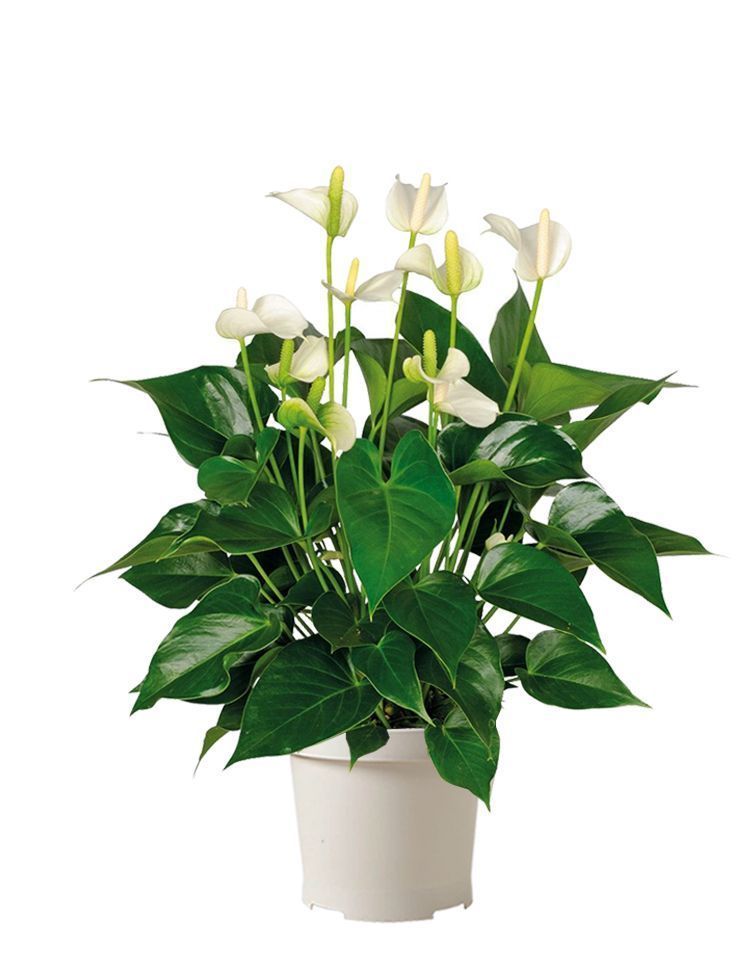 Антуриум Чемпион белый 17/60 см