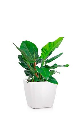 Филодендрон Империал Грин 24/70 см в QUADRO LS 28, белый блестящий