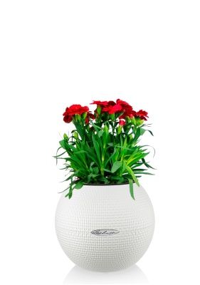 Гвоздика Оскар 12/25 см в PURO 20, белый