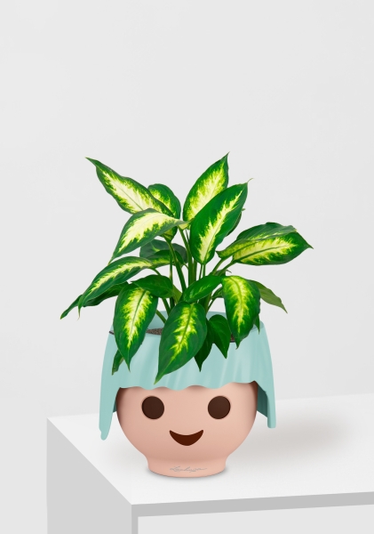 Диффенбахия Камилла 12/40 см в OJO