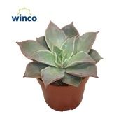 Эхеверия Мадиба d8.5 см h15 см