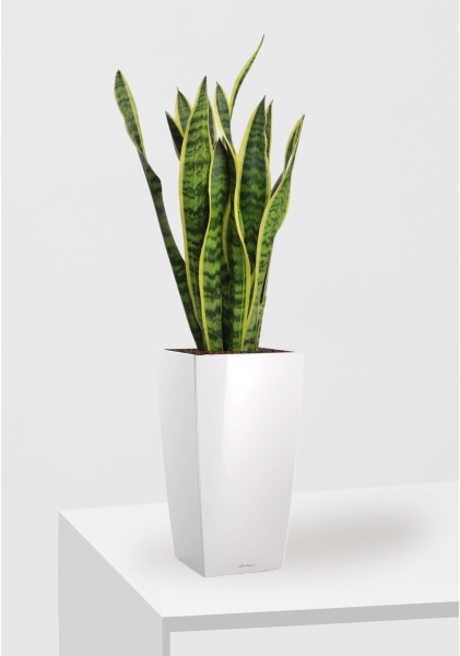 Сансевиерия Лауренти 17/60 см в CUBICO 22 Сансевиерия Лауренти 17/60 см в CUBICO 22