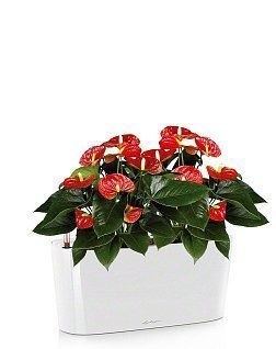 Антуриум красный в DELTA 20