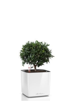 Мирт в CUBE GLOSSY 14, белый блестящий Мирт в CUBE GLOSSY 14, белый блестящий