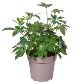 Шеффлера d15 см h45 см Шеффлера d15 см h45 см