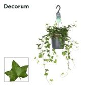 Хедера хеликс Pittsburgh d17 см h30 см