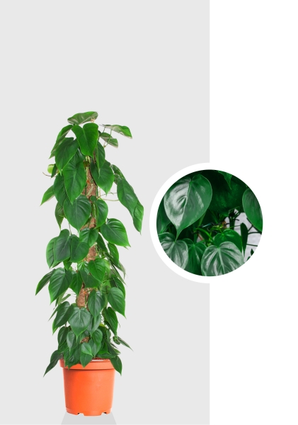 Филодендрон Сканденс Бразил на опоре 24/120 см