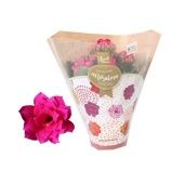 Каланхоэ Rosalina Don Victorio d6 см h12.5 см Каланхоэ Rosalina Don Victorio d6 см h12.5 см