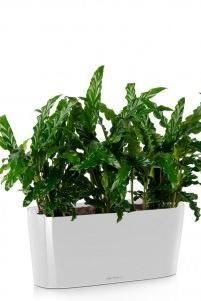 Калатея Руфибарба в DELTA 20