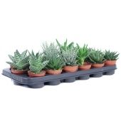 Алоэ Хавортия микс d8.5 см h15 см