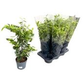 Фикус Бенджамина Анастасия d17 см h70 см