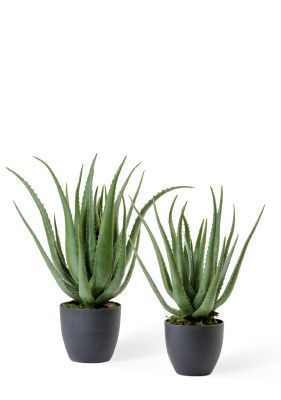 Алоэ куст в горшке