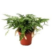 Даваллия Fijensis d12 см h25 см