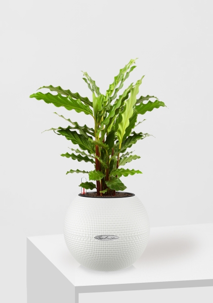 Калатея Руфибарба 12/50 см в PURO 20