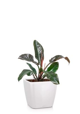 Филодендрон Империал Ред 19/60 см в QUADRO LS 28, белый блестящий Филодендрон Империал Ред 19/60 см в QUADRO LS 28, белый блестящий