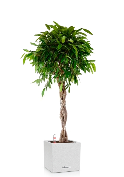 Фикус Амстел Кинг переплетенный 30/140 см в CANTO STONE LOW 40