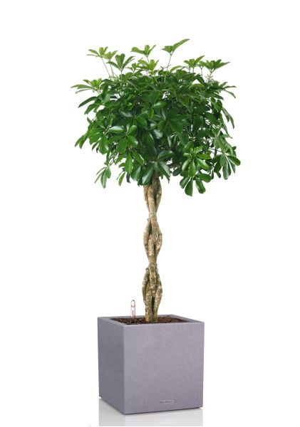 Шеффлера Компакта на стволе 34/170 см в CANTO STONE LOW 40