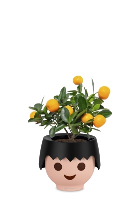 Цитрус Каламондин 12/30 см в OJO, черный Цитрус Каламондин 12/30 см в OJO, черный