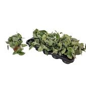 Сциндапсус Сильвер Энн d11 см h10 см