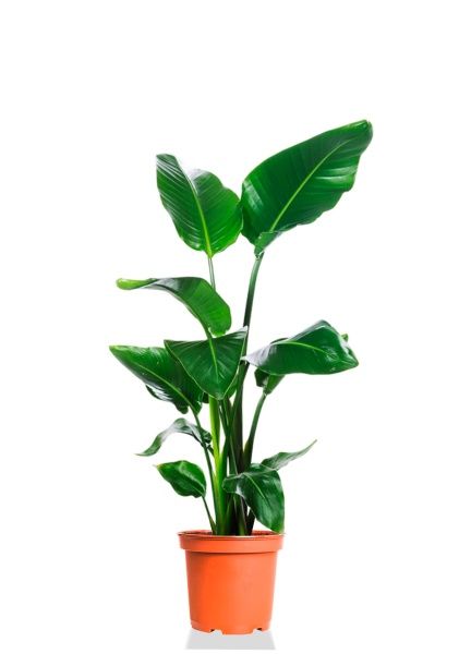 Стрелиция Николай 19/90 см