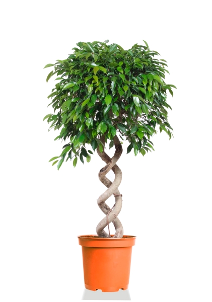 Фикус Бенджамина Экзотика двойная спираль 35/160 см Фикус Бенджамина Экзотика двойная спираль 35/160 см