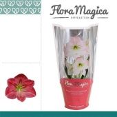 Гиппеаструм Sweet Pink Op Flora Magica 2 ствола d14 см h25 см тип 2