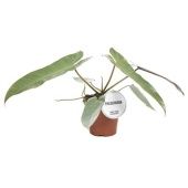 Филодендрон Atabapoense d12 см h25 см Филодендрон Atabapoense d12 см h25 см