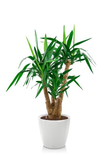 Юкка разветвленная 24/100 см в CLASSICO LS 28