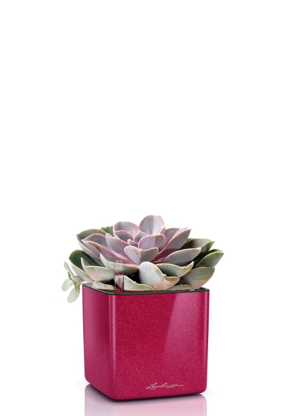 Эхеверия цветной микс 9/15 см в CUBE GLOSSY KISS 14