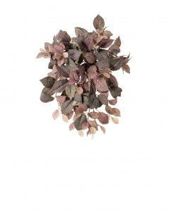 Фиттония Свит ампельная зелёно-розовая