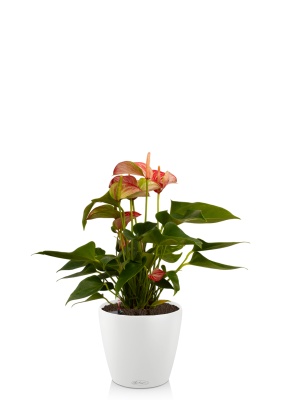 Антуриум Ливиум 14/40 см в CLASSICO COLOR 18 Антуриум Ливиум 14/40 см в CLASSICO COLOR 18