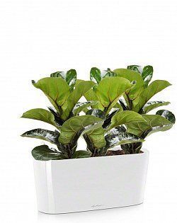 Фикус Лирата в DELTA 20 Фикус Лирата в DELTA 20