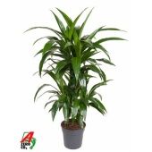 Драцена Джанет Крейг карусель d21 см h110 см