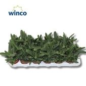 Гастерия Little Warty d8.5 см h16 см