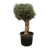 Олива европейская бонсай d60 см h180 см