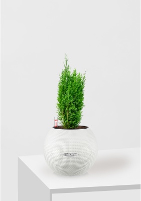 Кипарисовик микс 9 см в PURO 20