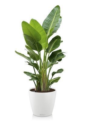 Стрелиция Августа 40/250 см в CLASSICO COLOR 60, белый