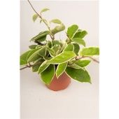 Хойя Carnosa Krimson Queen d12 см h20 см